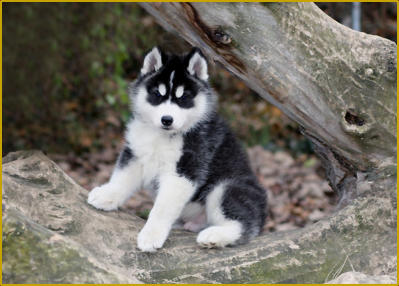 Siberian Husky of Nordic Fire