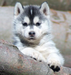 Siberian Husky Nordic Fire
