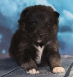Siberian Husky Nordic Fire
