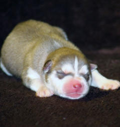 Siberian Husky Nordic Fire
