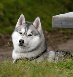 Siberian Husky Nordic Fire