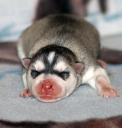 Siberian Husky Nordic Fire