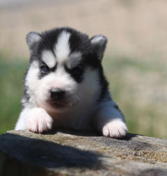 Siberian Husky Nordic Fire