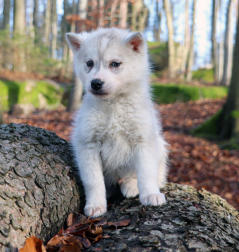 Siberian Husky Nordic Fire