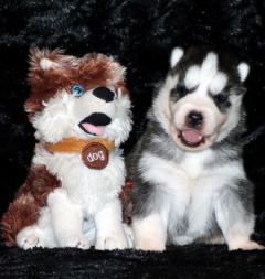 Siberian Husky Nordic Fire