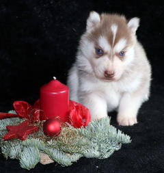 Siberian Husky Nordic Fire