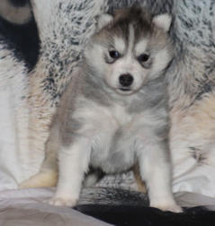 Siberian Husky Nordic Fire