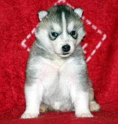 Siberian Husky Nordic Fire