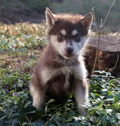 Siberian Husky Nordic Fire