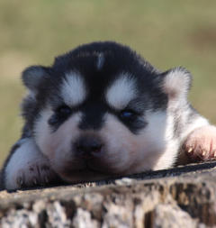 Siberian Husky Nordic Fire