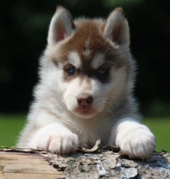 Siberian Husky Nordic Fire