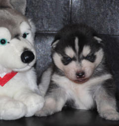 Siberian Husky Nordic Fire