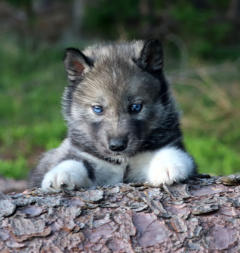 Siberian Husky Nordic Fire