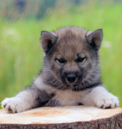 Siberian Husky Nordic Fire