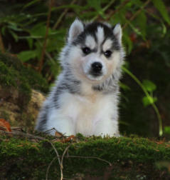 Siberian Husky Nordic Fire