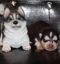 Siberian Husky Nordic Fire