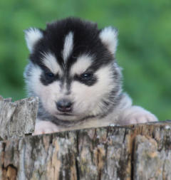 Siberian Husky Nordic Fire