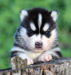 Siberian Husky Nordic Fire