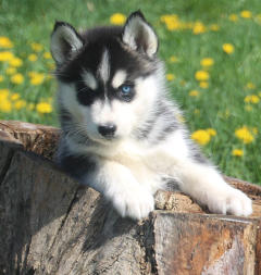 Siberian Husky Nordic Fire