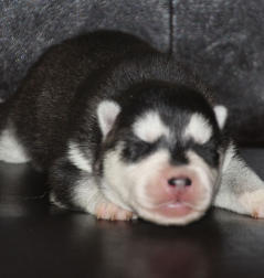 Siberian Husky Nordic Fire