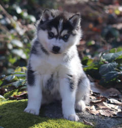 Siberian Husky Nordic Fire