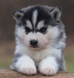 Siberian Husky Nordic Fire