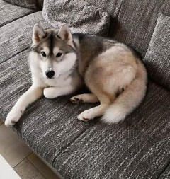 Siberian Husky Nordic Fire