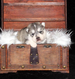 Siberian Husky Nordic Fire