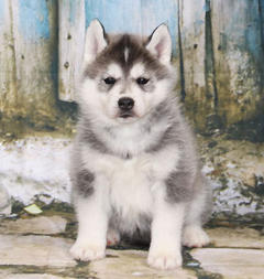 Siberian Husky Nordic Fire