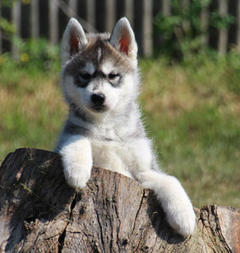 Siberian Husky Nordic Fire