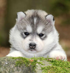Siberian Husky Nordic Fire