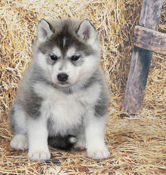 Siberian Husky Nordic Fire
