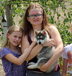 Siberian Husky Nordic Fire