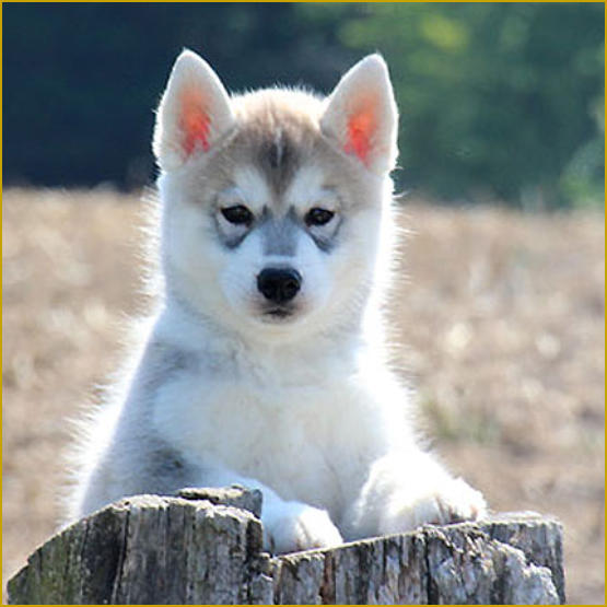 Siberian Husky Nordic Fire