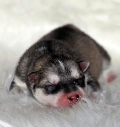 Siberian Husky Nordic Fire