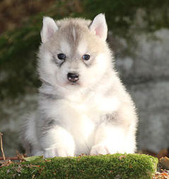 Siberian Husky Nordic Fire