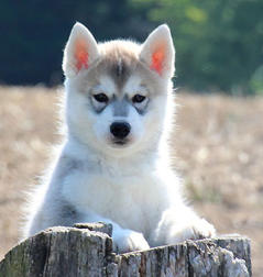 Siberian Husky Nordic Fire