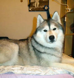 Siberian Husky Nordic Fire