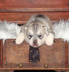 Siberian Husky Nordic Fire