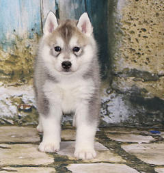 Siberian Husky Nordic Fire