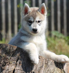 Siberian Husky Nordic Fire