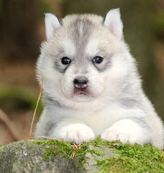 Siberian Husky Nordic Fire