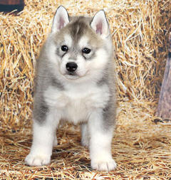 Siberian Husky Nordic Fire