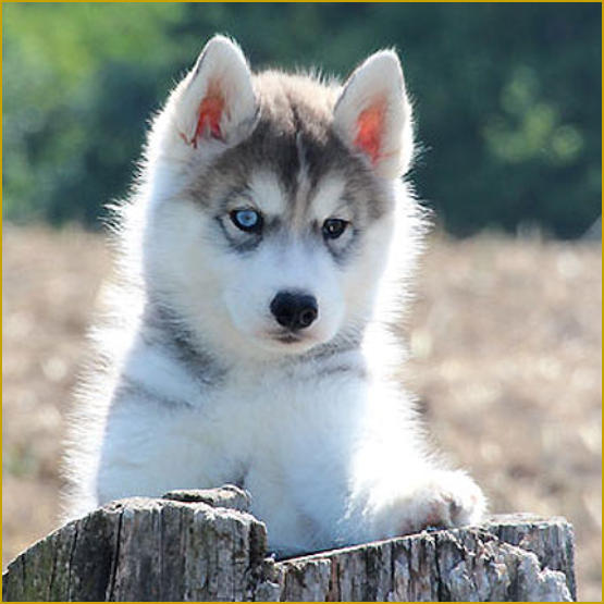 Siberian Husky Nordic Fire