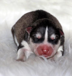 Siberian Husky Nordic Fire