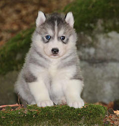 Siberian Husky Nordic Fire