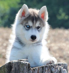 Siberian Husky Nordic Fire