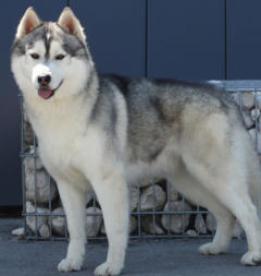 Siberian Husky Nordic Fire
