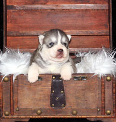 Siberian Husky Nordic Fire