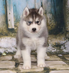 Siberian Husky Nordic Fire